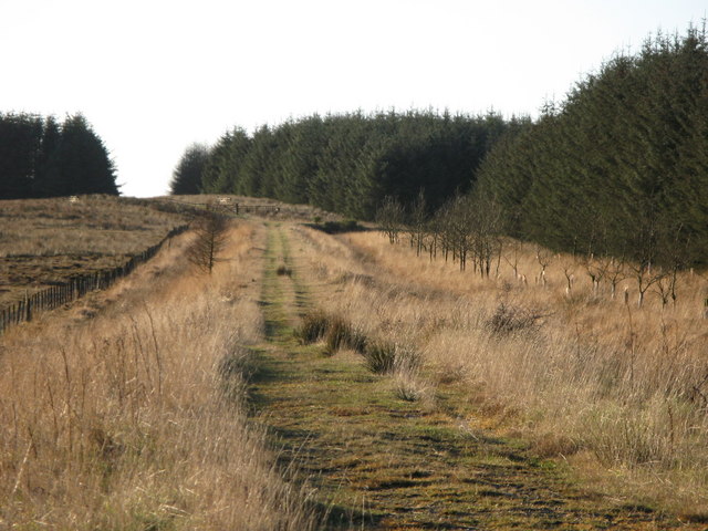 The southern edge of the plantation on Dry Rigg